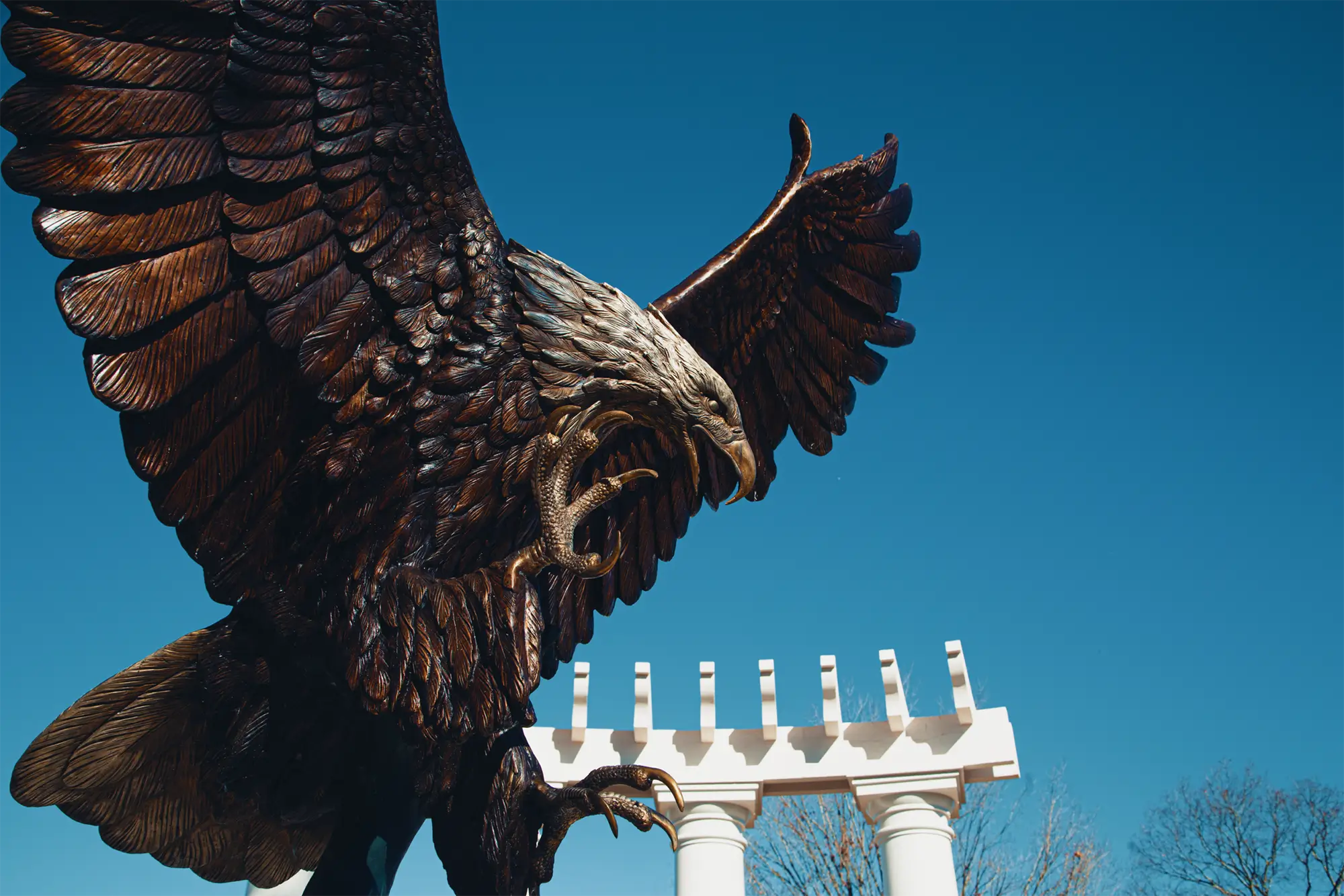 Eagle soaring